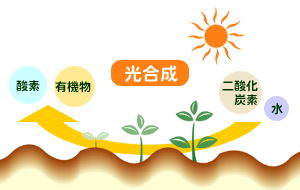 光合成イメージ図